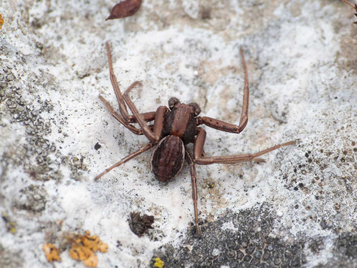 Maschio di Xysticus sp. - Villetta Barrea (AQ)